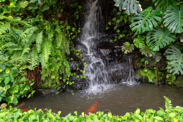 緑の熱帯植物と赤い魚の噴水、スリランカ - asia forest sri lanka rock ストックフォトと画像