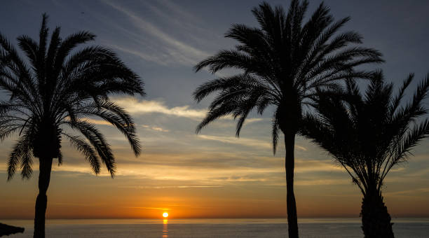 istock Maldives, palm tree, sunset view. Summer nature scene. 1405019961