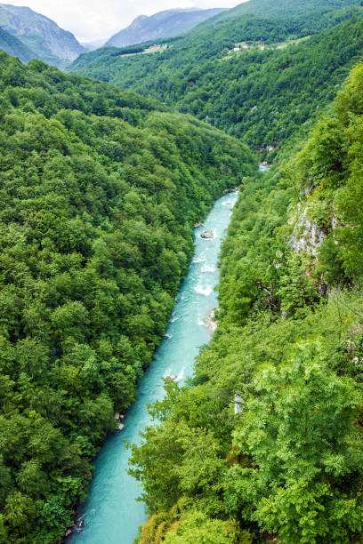 istock Mountain river Tara and forest in Montenegro 1405019987