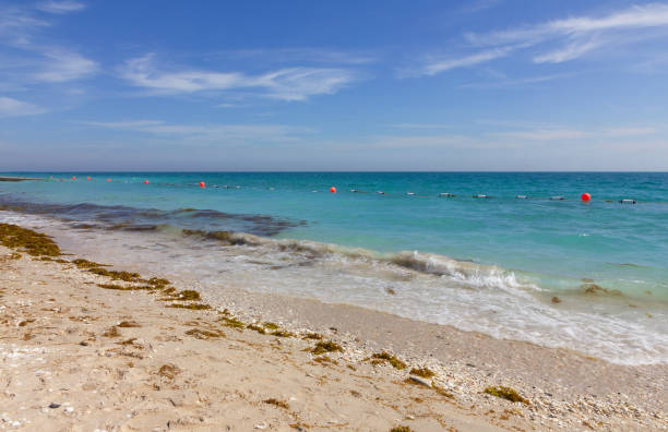 sea sand beach, sir bani yas island, united arab emirates, uae, abu dhabi emirate - middle east recreational pursuit abu dhabi united arab emirates imagens e fotografias de stock