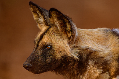 Close up portrait side view of African wild Dog or Painted Wolf shot in Madikwe Game Reserve, South Africa.