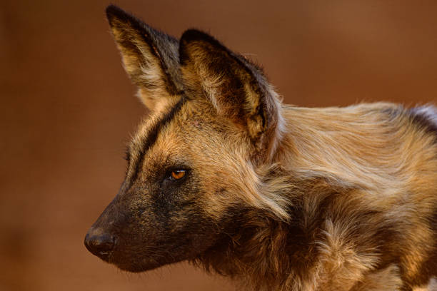 Close up of African Wild Dog or Painted Wolf stock photo