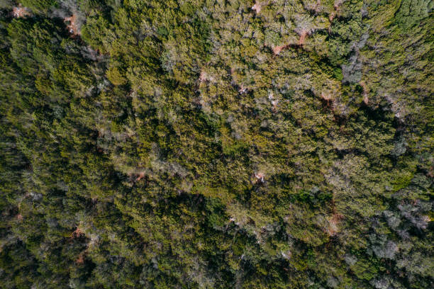 istock Aerial View Mediterranean Vegetation 1405021521