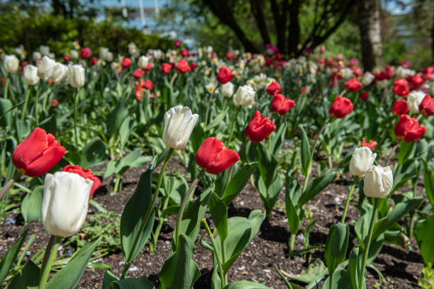 istock White and red tulips in a garden.. 1405022373