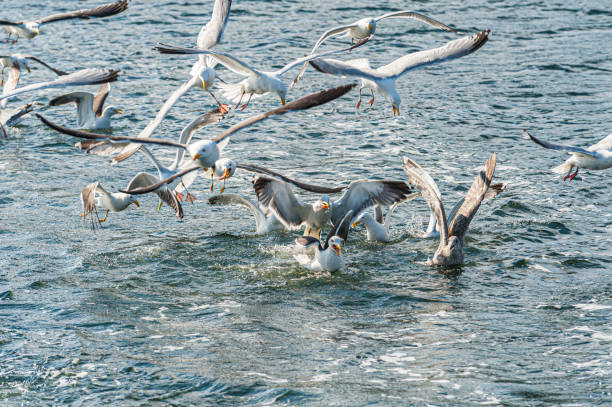 istock Seagulls fighting over food at sea.. 1405022413