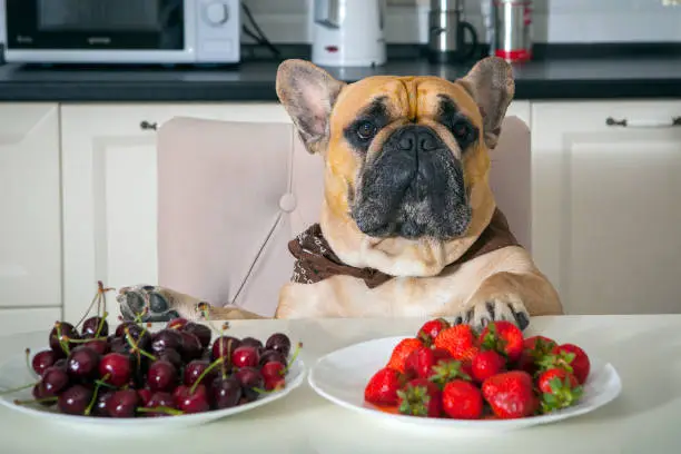 Photo of A French bulldog is sitting at a table with strawberries and cherries.