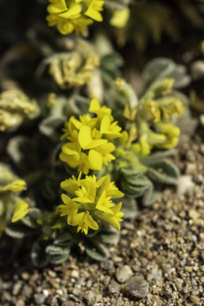 Sea Medick (Medicago marina) in bloom. Photo taken at Toxeftra beach dunes in the Akamas Peninsula of Cyprus. Nikon D7200 with Nikon 200mm macro lens.