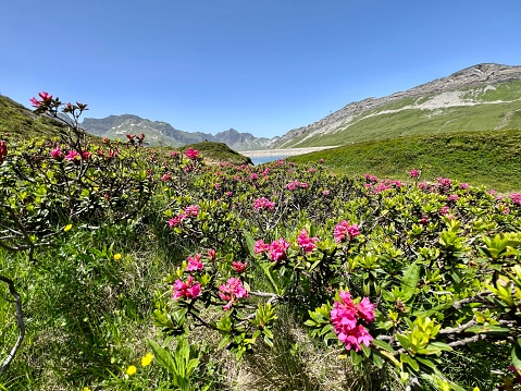 Alpine rose Rhododendron in Swiss Alps