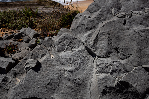 Detail of limestone rocks with traces of ammonite fossils in the Atlantic coast in Portugal