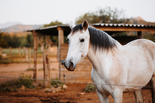 Portrait of two horses posing in the stable.