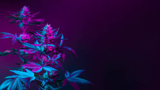 purple cannabis background banner. purple marijuana plants in colored neon light - blommande växt bildbanksfoton och bilder