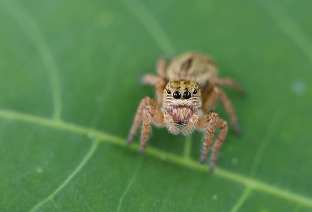 istock Macro close up photo of a Jumping spider. 1405027207