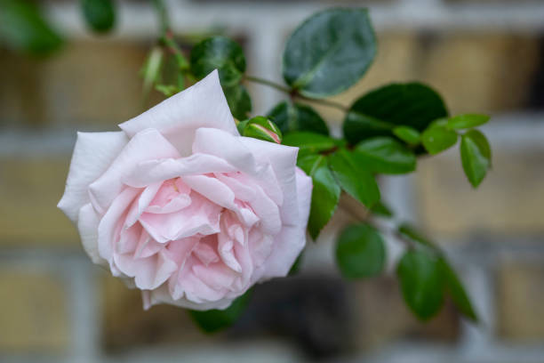 Free Stock Photo of Pink Rose in Front of Brick Wall | Download Free ...