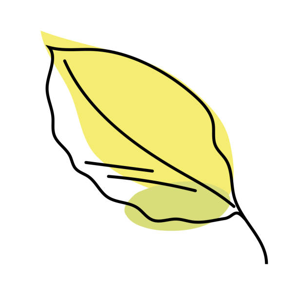 illustrations, cliparts, dessins animés et icônes de feuille de hêtre d’automne isolée sur fond blanc. feuilles jaunes dans l’art linéaire avec l’ajout d’une tache verte. - beech leaf tree green leaf