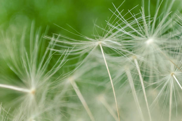 istock Abstract dandelion background. artistic nature closeup. Spring summer background. Close up dandelion seeds 1405029506