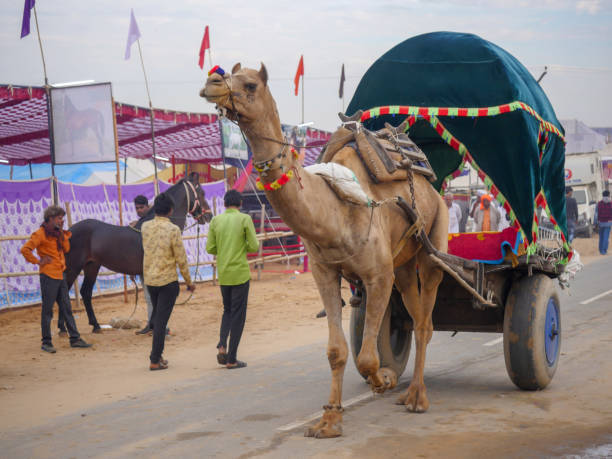 観光客や旅行者のためのインドの砂漠の都市プシュカルで装飾されたラクダカート。 - camel fair ストックフォトと画像