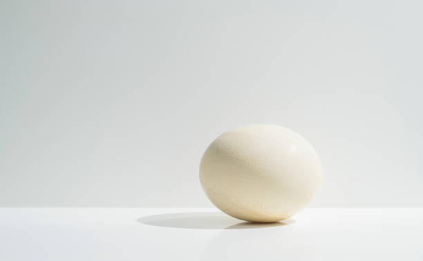 istock milky white ostrich egg oval shape on a white background stand base podium for background 1405030303