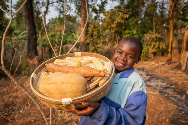 A child working in the fields with the basket of the harvest, happy African farmer. A child working in the fields with the basket of the harvest, happy African farmer central africa stock pictures, royalty-free photos & images