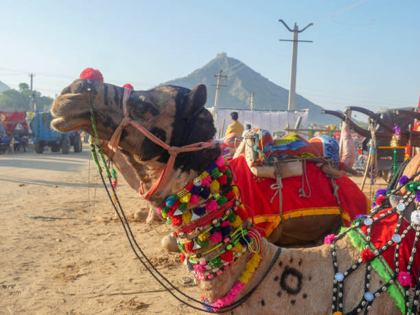 インド最大のラクダ祭り「プシュカルラクダフェア」で装飾されたラクダ。 - camel fair ストックフォトと画像