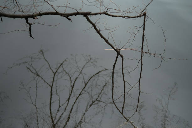 istock Mysterious scary branches trees above the river 1405036028