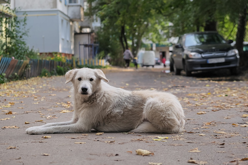 Lonely homeless dirty white stray dog on the street
