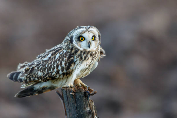 istock Short-eared owl sitting on a pole 1405036934