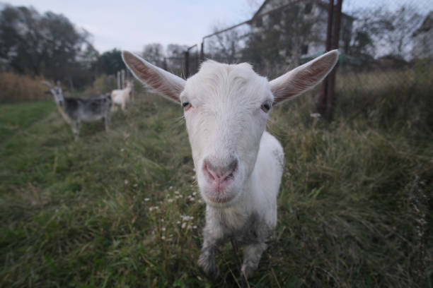 istock lonely goat near the river looking at camera 1405037195