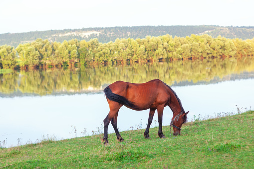 Horse grazing grass on the river shore . Brown mare at the riverside