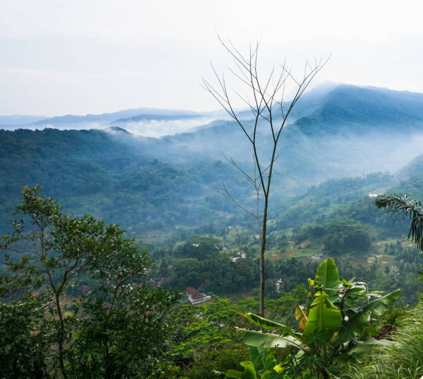 istock View of the hills and rice fields 1405038643
