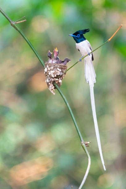Indian paradise flycatcher Indian paradise flycatcher bird nest and kid eutrichomyias rowleyi stock pictures, royalty-free photos & images