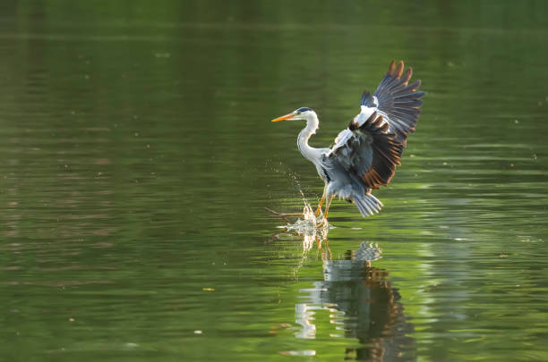 Portrait of natural grey heron in flight
