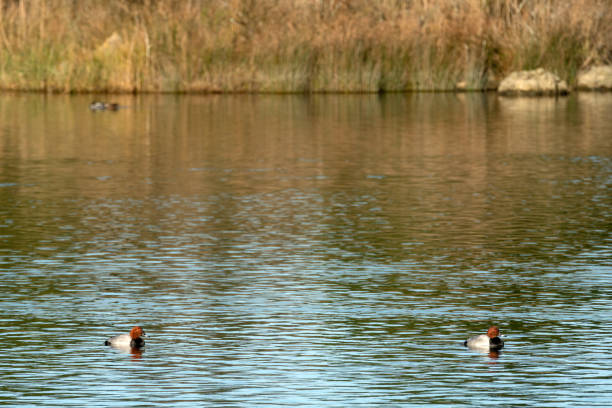 istock Joyel marsh natural park in Cantabria in a sunny day. 1405039878