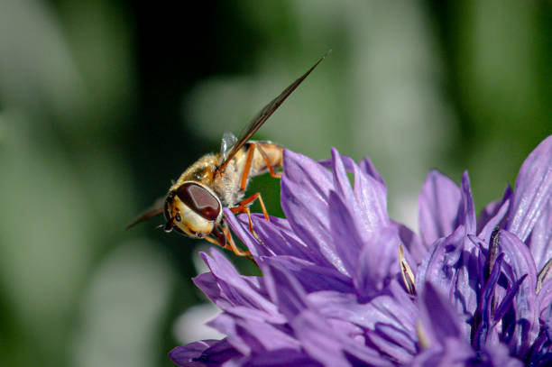 istock Hoverfly collecting pollen from a purple cornflower wild flower 1405039896