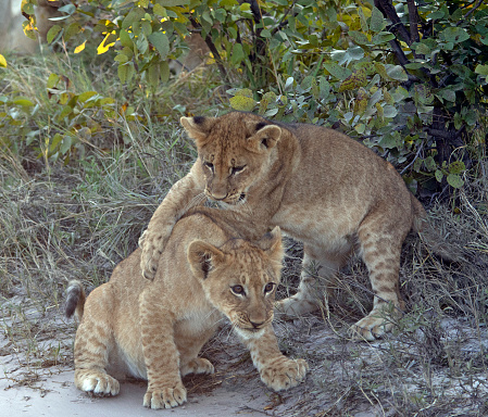 Two young  lions sitting and watching on red sand in Tsavo East National Park