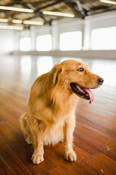 istock Golden retriever dog resting indoors 1405041378
