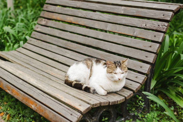 istock Stray cats in various states 1405041913