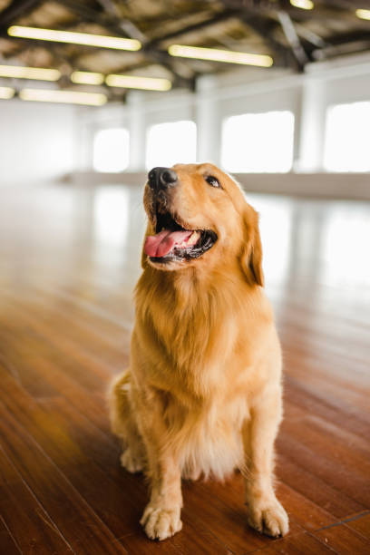 istock Golden retriever dog resting indoors 1405041956