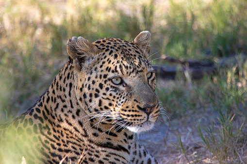 Adult snow leopard, panthera uncia, closeup of face. The piercing eyes are making eye contact.