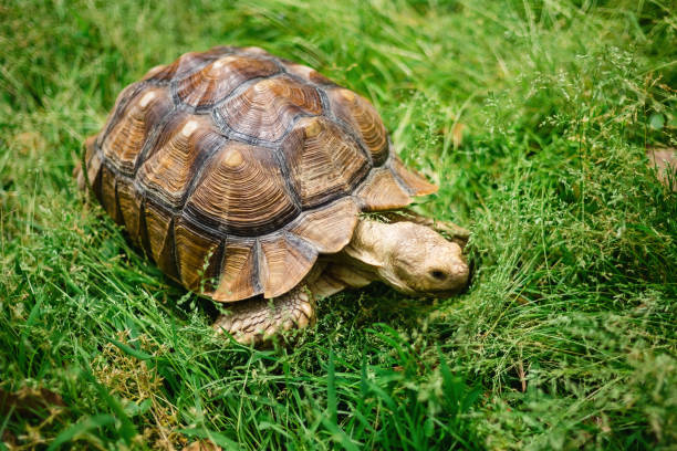 istock Turtle playing freely in the grass 1405042093