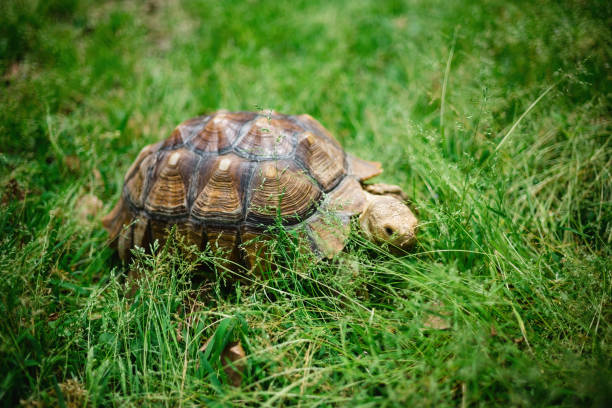 istock Turtle playing freely in the grass 1405042263