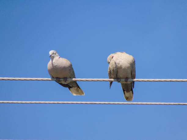 istock Two Eurasian collared dove (Streptopelia decaocto) on a power line in Romania 1405042284