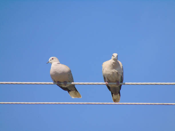 istock Two Eurasian collared dove (Streptopelia decaocto) on a power line in Romania 1405042300