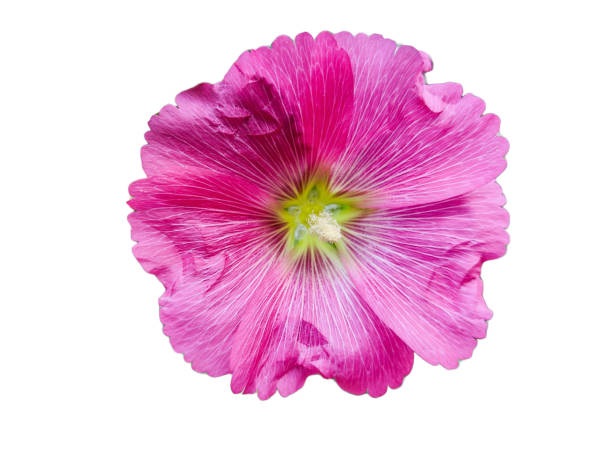 istock Bristly Hollyhock - Alcea setosa - flower isolated on white 1405042366