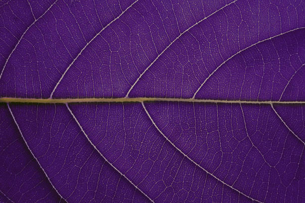istock Purple leaf texture background, Leaf cell structure occurs naturally. Close-up. 1405043754