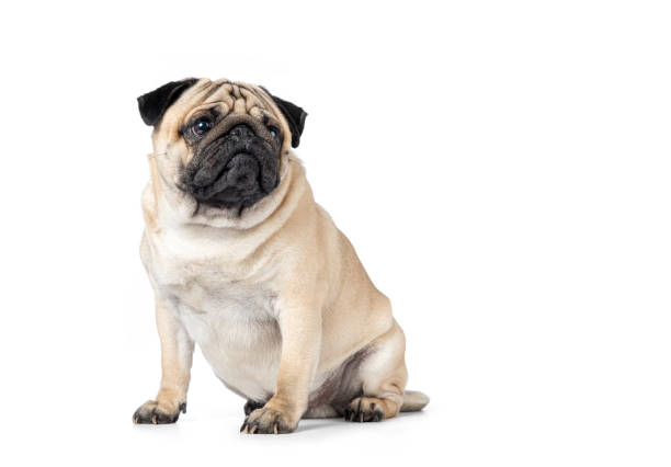 istock Funny pug sitting isolated on a white background 1405043797