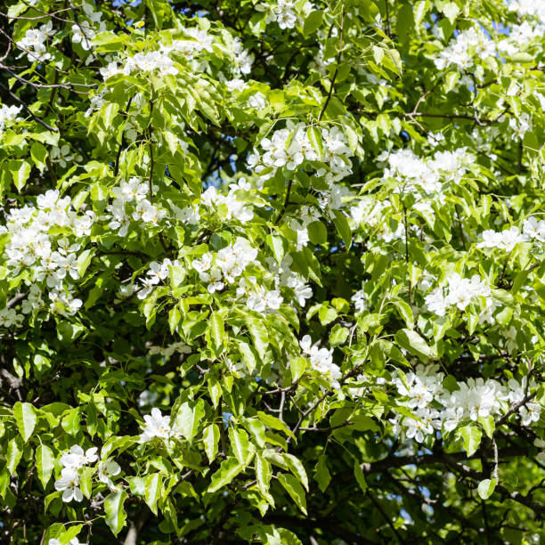 istock green leaves and white blossoms of pear tree 1405043906