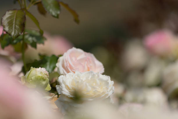 istock Pink roses in full bloom with blurry foreground and background 1405044343
