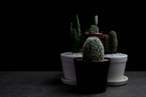 istock Small garden in house, Cactus on desk at night, Copy-space. 1405045536