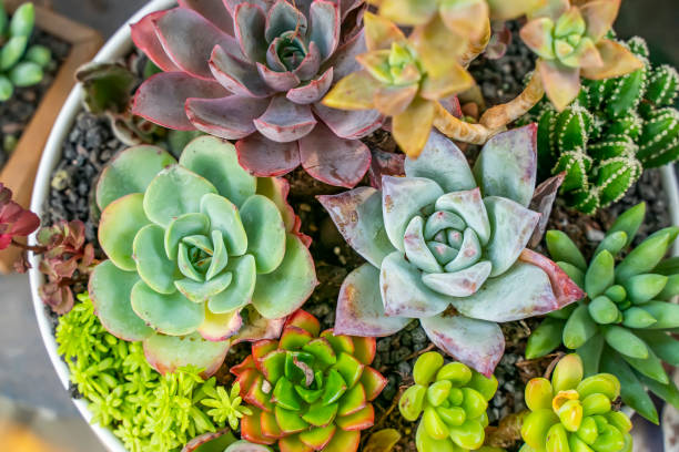 Miniature succulent plants Miniature succulent plants in garden succulents stock pictures, royalty-free photos & images