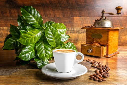 A cup of coffee in front of a coffee plant and an old coffee grinder on a wooden table